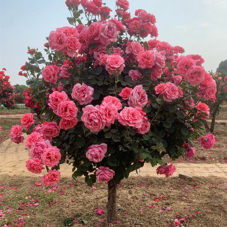 多色带土易成活花旗长嫁接月季