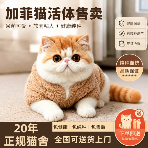 加菲英短蓝猫纯种美短缅因布偶金银渐层幼崽小猫活物宠物猫咪幼猫