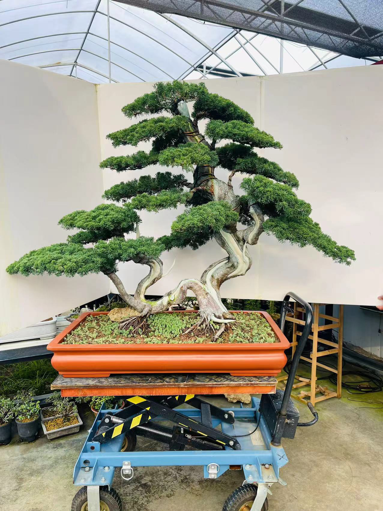 大型连体过桥老桩济州真柏四季常青耐寒耐热好养易活,鲜花速递/花卉仿真/绿植园艺,造型盆景,淘宝优惠券,粉丝福利购,淘宝优惠卷