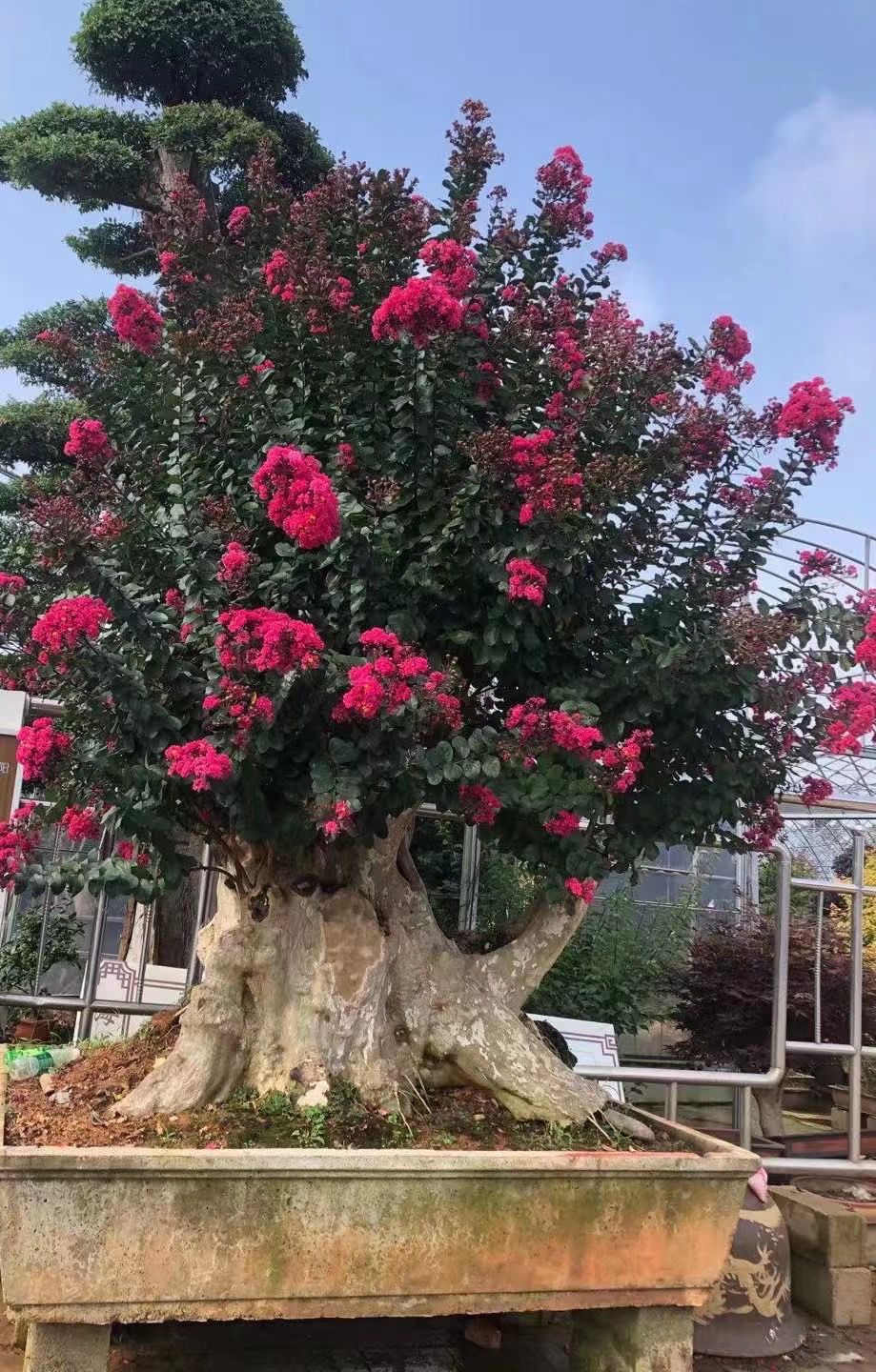 大型紫薇盆景老桩红花紫薇古桩大桌面绿植