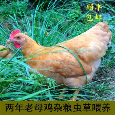 农家散养正宗土鸡老母鸡童子鸡小公鸡纯粮食喂养新鲜现杀顺丰包邮