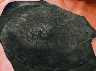 国产马臀皮 366 棕色黑色植鞣马臀皮 3.0mm 张 平均2.5 够粗狂