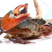 小青蟹小肉蟹肉蟹煲砂锅粥缅甸活锯缘螃蟹海鲜水产品每公斤9 11只