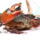 小青蟹小肉蟹肉蟹煲砂锅粥缅甸活锯缘螃蟹海鲜水产品每公斤9 11只