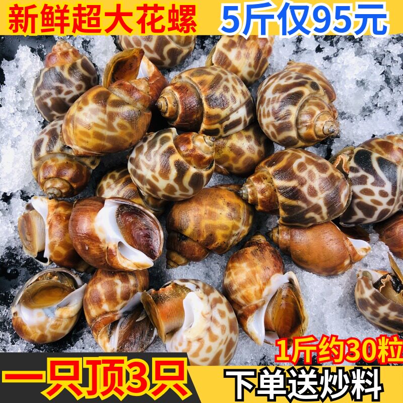 鲜活冷冻花螺新鲜大东风螺超大号5斤海鲜水产袋装海螺小香螺贝类