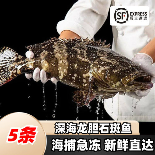 石斑鱼龙胆野生鲜活冷冻老虎斑海