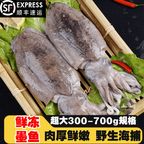 墨鱼新鲜大个目鱼乌贼鲜活冷冻