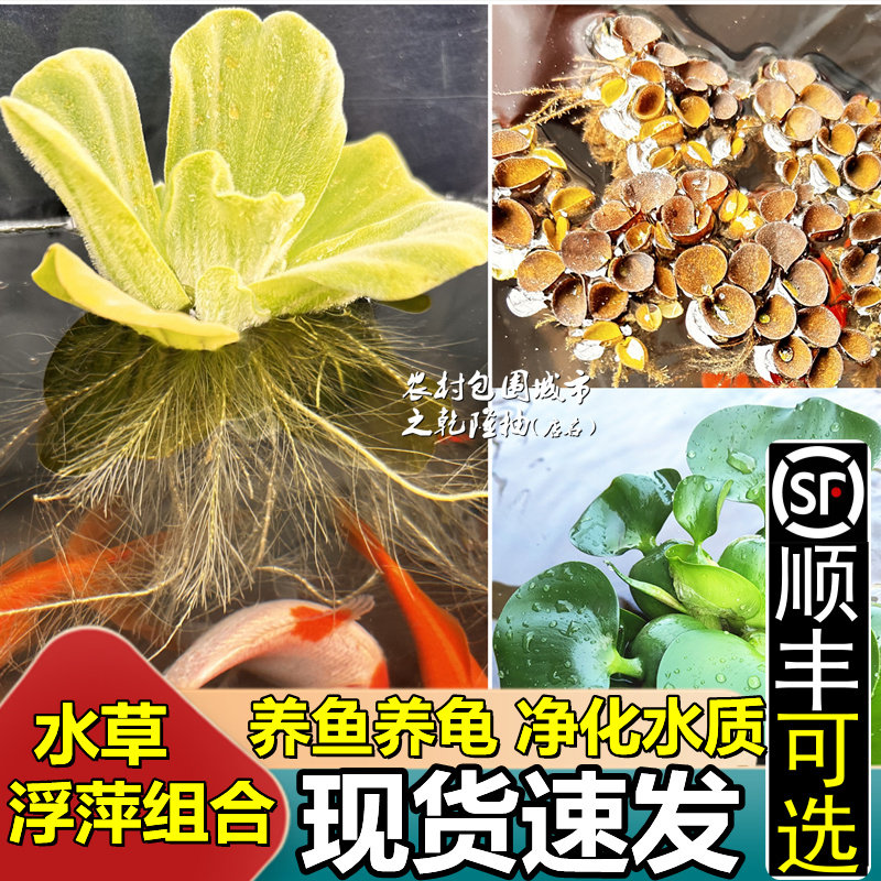 水草植物水芙蓉葫芦肚兜牡丹浮萍