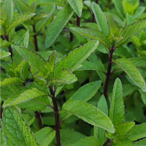 新鲜小叶十香菜留兰香芗草