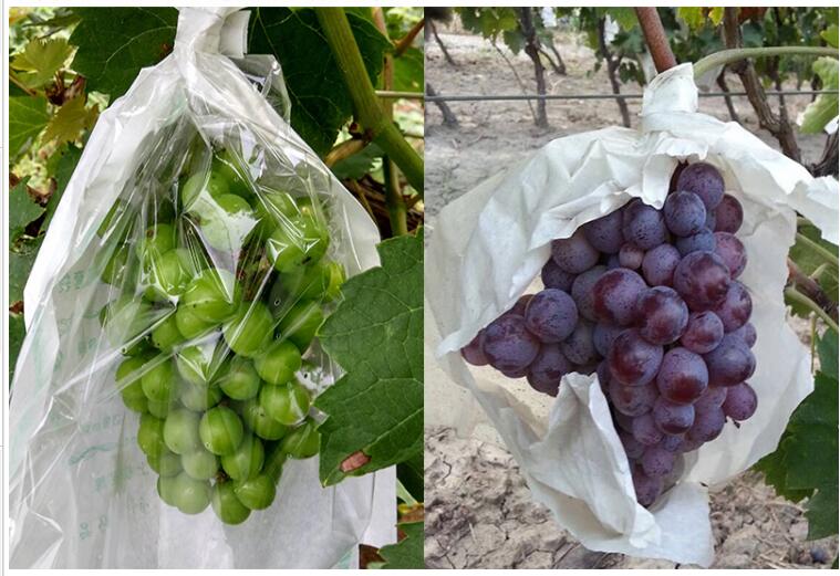 葡萄专用套袋水果袋子半透明莲雾葡萄智能纸袋葡萄套袋子防鸟虫袋|msdalam kategori penghantaran bunga/bunga simulasi/tumbuhan berkebun, Gardening Supplies, Peralatan Perkebunan lain - dari Buy2taobao.com untuk memberikan perkhidmatan ejen Taobao profesional membeli