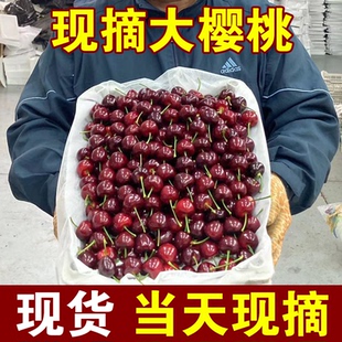 现货山东烟台美早大樱桃国产车厘子新鲜水果孕妇儿童现摘现发脆甜
