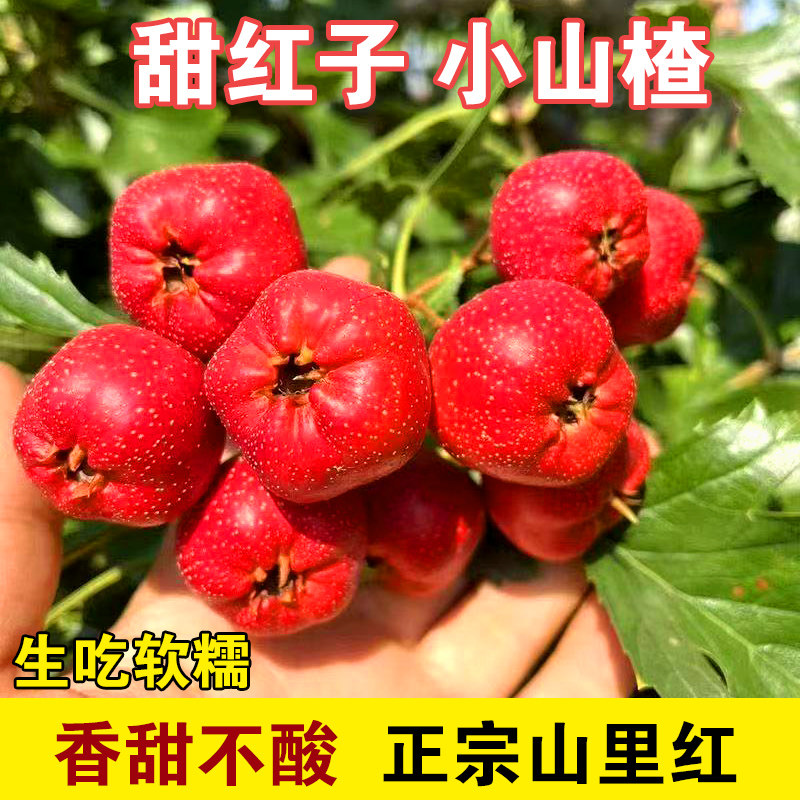 山东甜红子小山楂新鲜水果红果山里红糖葫芦生吃香甜软糯现摘现发