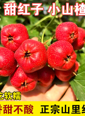 正宗山东甜红子山楂山里红