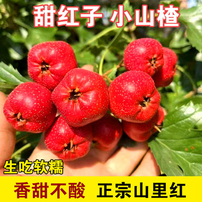 正宗山东甜红子山楂山里红