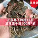 干品特级新鲜烘烤现货 福建林下金线莲种植干品18个月1袋500g