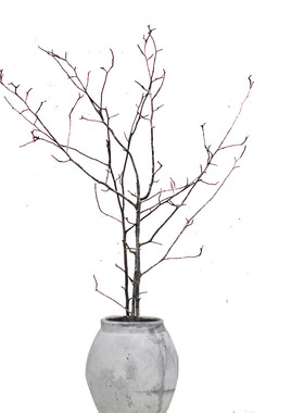 干树枝原木装饰禅意枯枝摆件干树枝多分叉真树枝干树枝墙面装饰