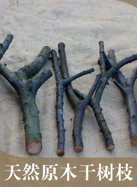 造型干树枝树杈diy手工树枝幼儿园多杈森系创意装饰分枝小树干