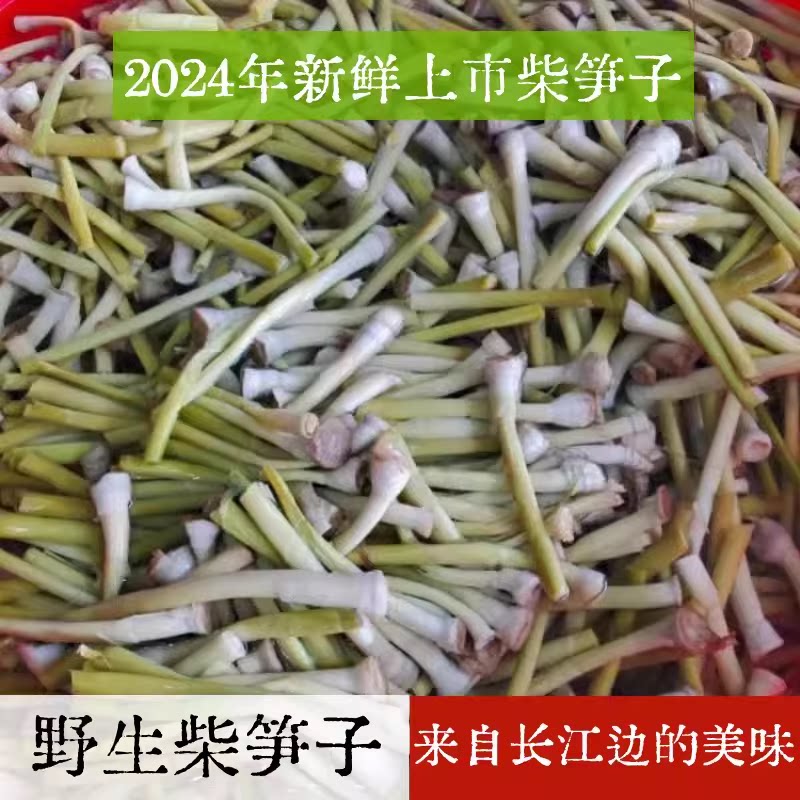 湖北石首监利华容特产菜柴笋子野生春季芦苇笋荻笋酒店火锅食材