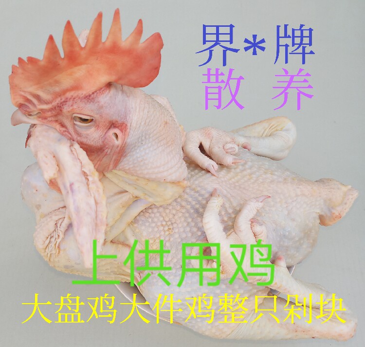 散养新鲜整只活鸡