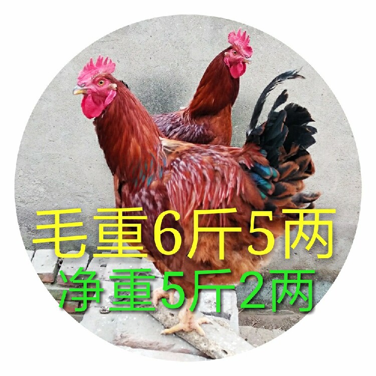 农村自家散养土笨大红玉公鸡活体整鸡/整鸡制品