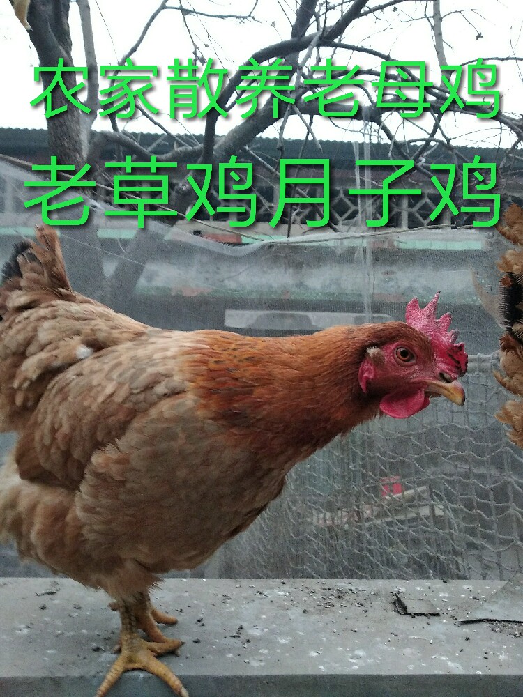 农村生鲜整只土鸡包邮
