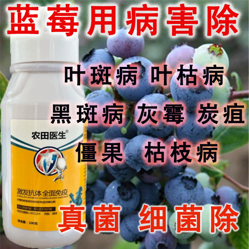 黑斑病叶枯病蓝莓万菌除病害图片