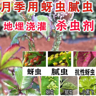 YY月季用地埋浇灌杀虫剂地下施药防地上害虫蚜虫腻虫小黑飞杀虫