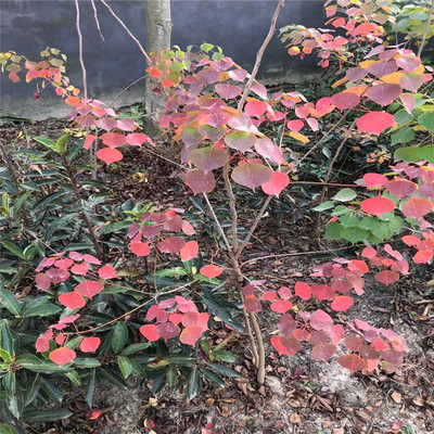 红叶别墅工程景观绿化菩提乌桕