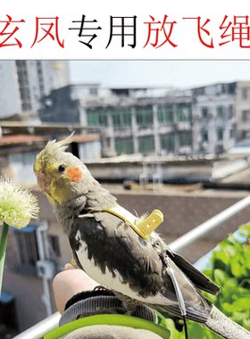 玄凤放飞绳子专为玄凤设计
