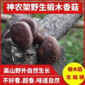 正宗神农架房县农家香菇冬菇深山野生椴木香菇干货250g蘑菇土特产