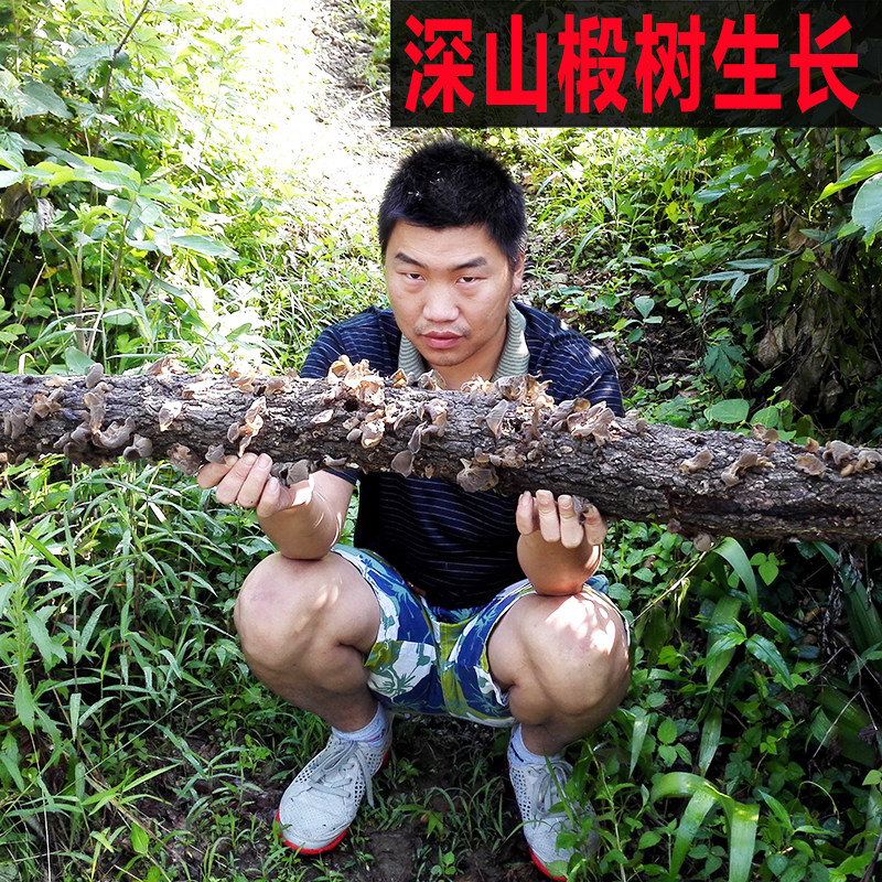 神农架房县深山黑木耳干货土特产口感软糯野生椴树木木耳肉厚250g