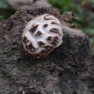 真正的椴木菇不是冒充的神农架房县野外生椴木花菇干货冬菇500g