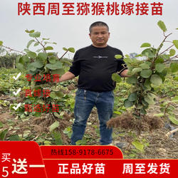 陕西周至猕猴桃苗翠香徐香红心绿心嫁接苗奇异果苗泥胡桃果树木