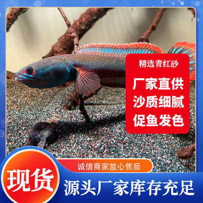 免洗雷龙底沙灰青沙青红沙偏暗灰青沙青灰红沙七彩牙鱼原生鱼缸沙