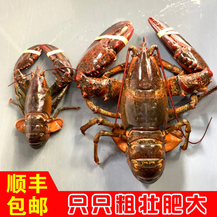 加拿大龙虾鲜冻婚宴鳌虾鲜冻龙虾图片