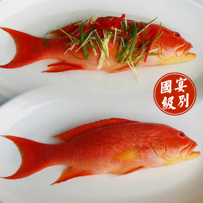 活冻东星斑冰鲜鲜冻冷冻东星斑海鲜鱼类燕尾红东海鱼一条450-500