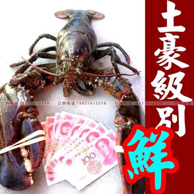 鲜活加拿大大龙虾大龙虾鳌虾