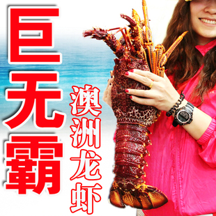 3斤以上锦绣小青龙花龙奥龙鲜活冻活的酒席澳洲红龙澳洲大龙虾