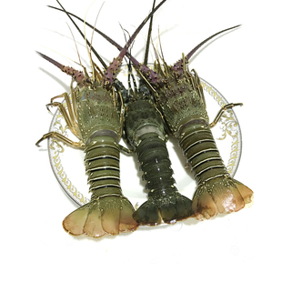 活冻冰鲜小青龙虾冷冻花龙古巴龙澳洲锦绣花龙烧烤大龙虾青龙虾仔