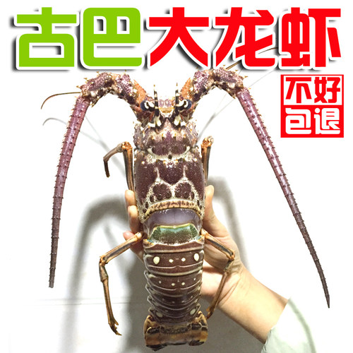 生冻古巴龙虾 小蜜蜂 古巴龙虾 鲜活冻古巴花龙美国大龙虾2只起卖