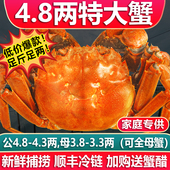 特大鲜活阳澄苏州淡水湖蟹年货礼盒大闸蟹现货10 8只公母官方礼盒