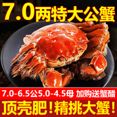 鲜活特大公蟹阳澄大闸蟹苏州特产湖蟹螃蟹年货8 现货 10大蟹礼盒