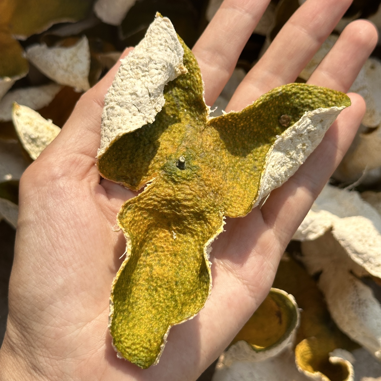 2024 年圈枝老树东甲牛角围二红皮大红皮