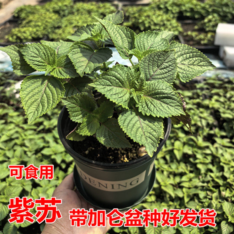 紫苏苗盆栽可食用厨房香草香料植物新鲜紫苏叶即食用盆栽罗勒绿植