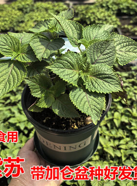 紫苏苗盆栽可食用厨房香草香料植物新鲜紫苏叶即食用盆栽罗勒绿植