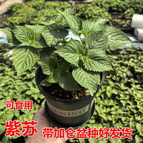 紫苏苗盆栽可食用厨房香草香料植物新鲜紫苏叶即食用盆栽罗勒绿植