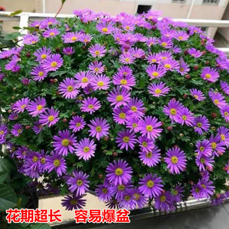 姬小菊盆栽玛格丽特耐寒乒乓菊花阳台花卉四季开花易爆盆带花苞