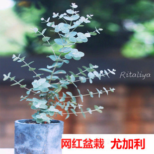 尤加利棒棒糖桉树苹果按盆栽植物多花桉银叶桉银水滴花卉花苗包邮