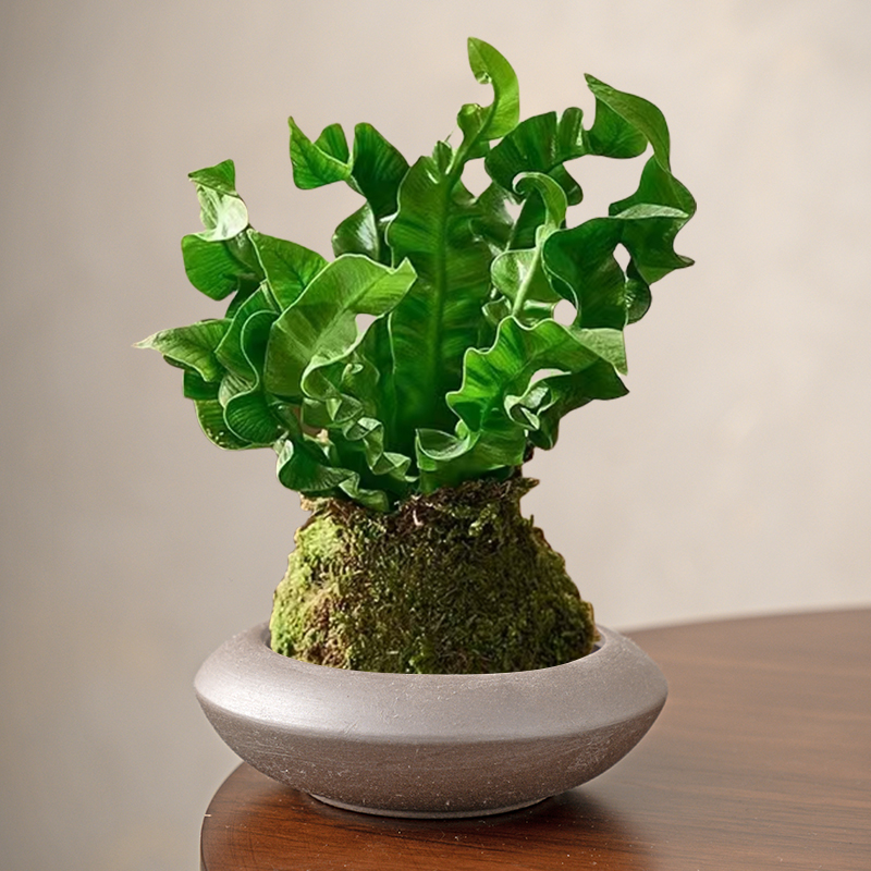 简约中式陶瓷苔藓球花盆盆栽盆景托盘蕨类植物专用盆无孔水培器皿
