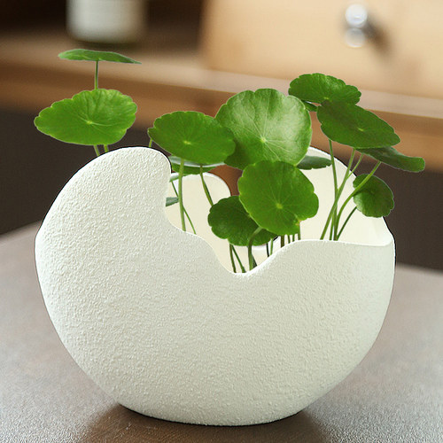 创意绿萝水培花瓶铜钱草水培器皿